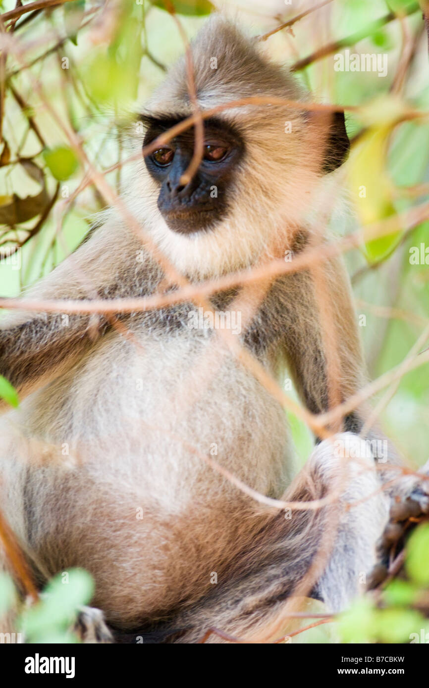 Un singe sauvage dans la jungle sri-lankais Banque D'Images