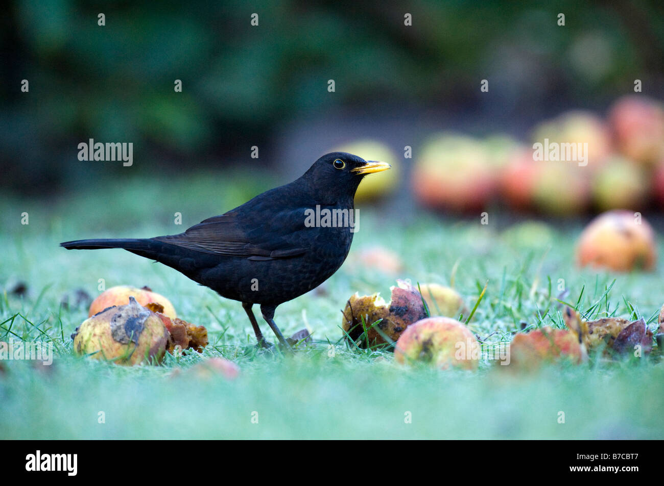 Blackbird mâle dans l'alimentation sur les pommes de jardin Banque D'Images