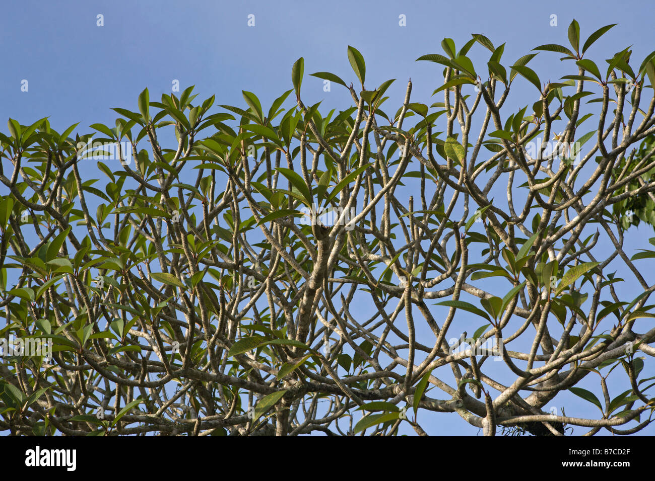 Arbre dans les jardins, le lac Taiping, Perak, Malaisie Banque D'Images