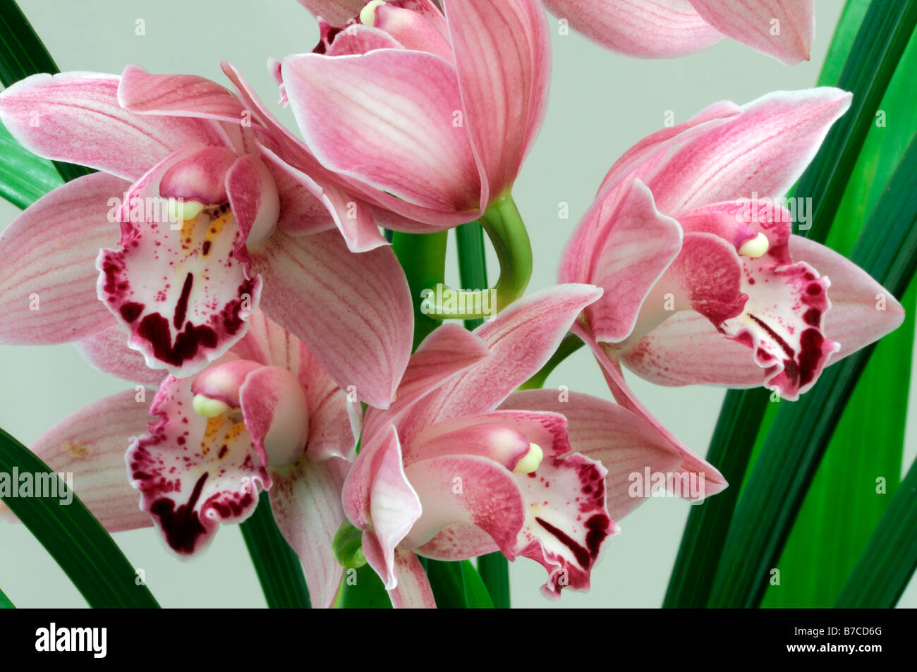 Rose hybride Cymbidium Orchidée teinte La teinte rouge asiatique exotique fleurs fleur qui s'épanouit depuis longtemps d'une durée Banque D'Images Rose hybride Cymbidium Orchidée teinte La teinte rouge asiatique exotique fleurs fleur qui s'épanouit depuis longtemps d'une durée Banque D'Images