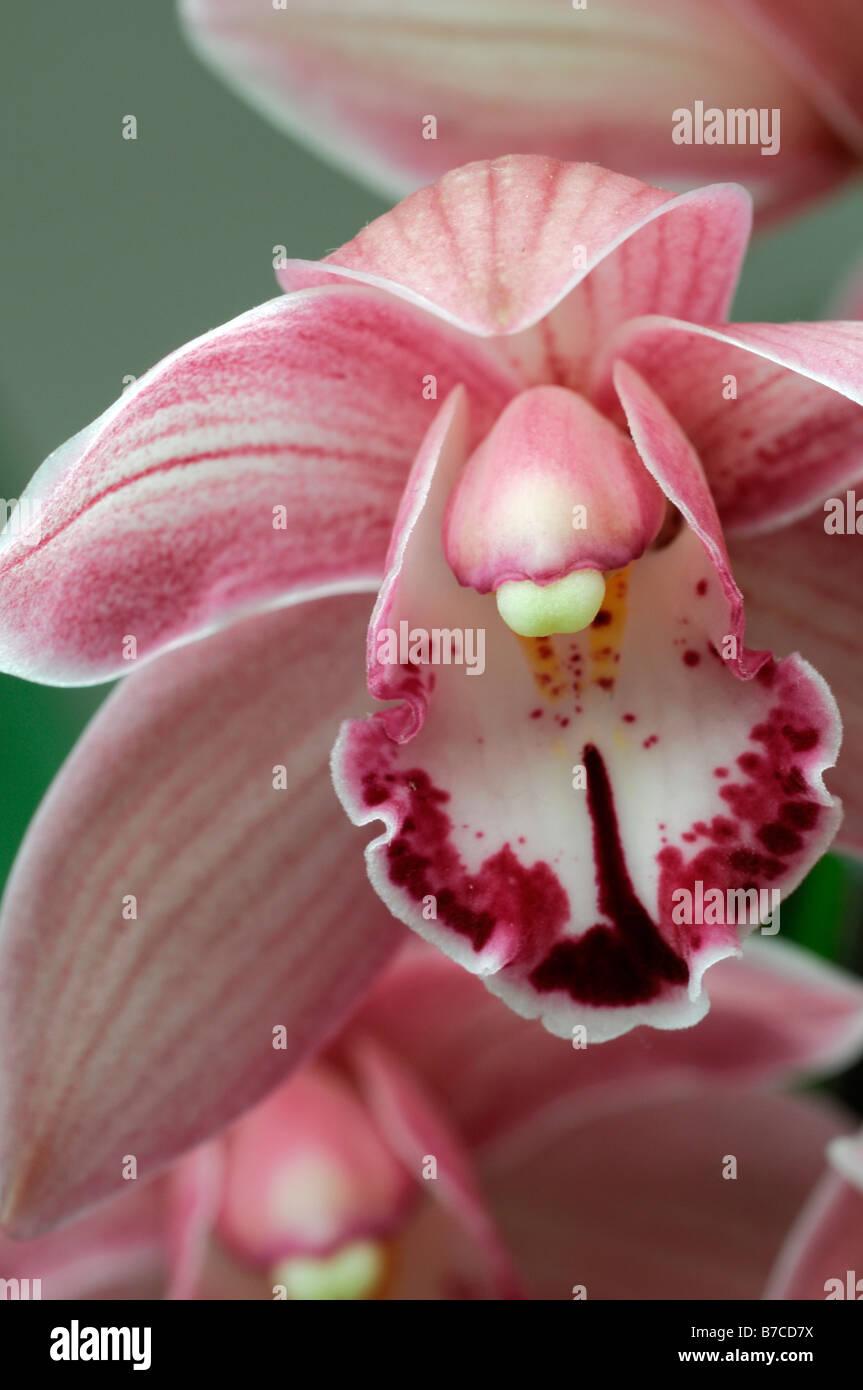 Rose hybride Cymbidium Orchidée teinte La teinte rouge asiatique exotique fleurs fleur qui s'épanouit depuis longtemps d'une durée Banque D'Images Rose hybride Cymbidium Orchidée teinte La teinte rouge asiatique exotique fleurs fleur qui s'épanouit depuis longtemps d'une durée Banque D'Images