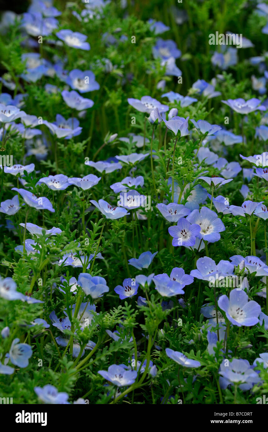 Nemophila menziesii 'baby blue eyes' floraison printemps fleur annuelle fleur Banque D'Images