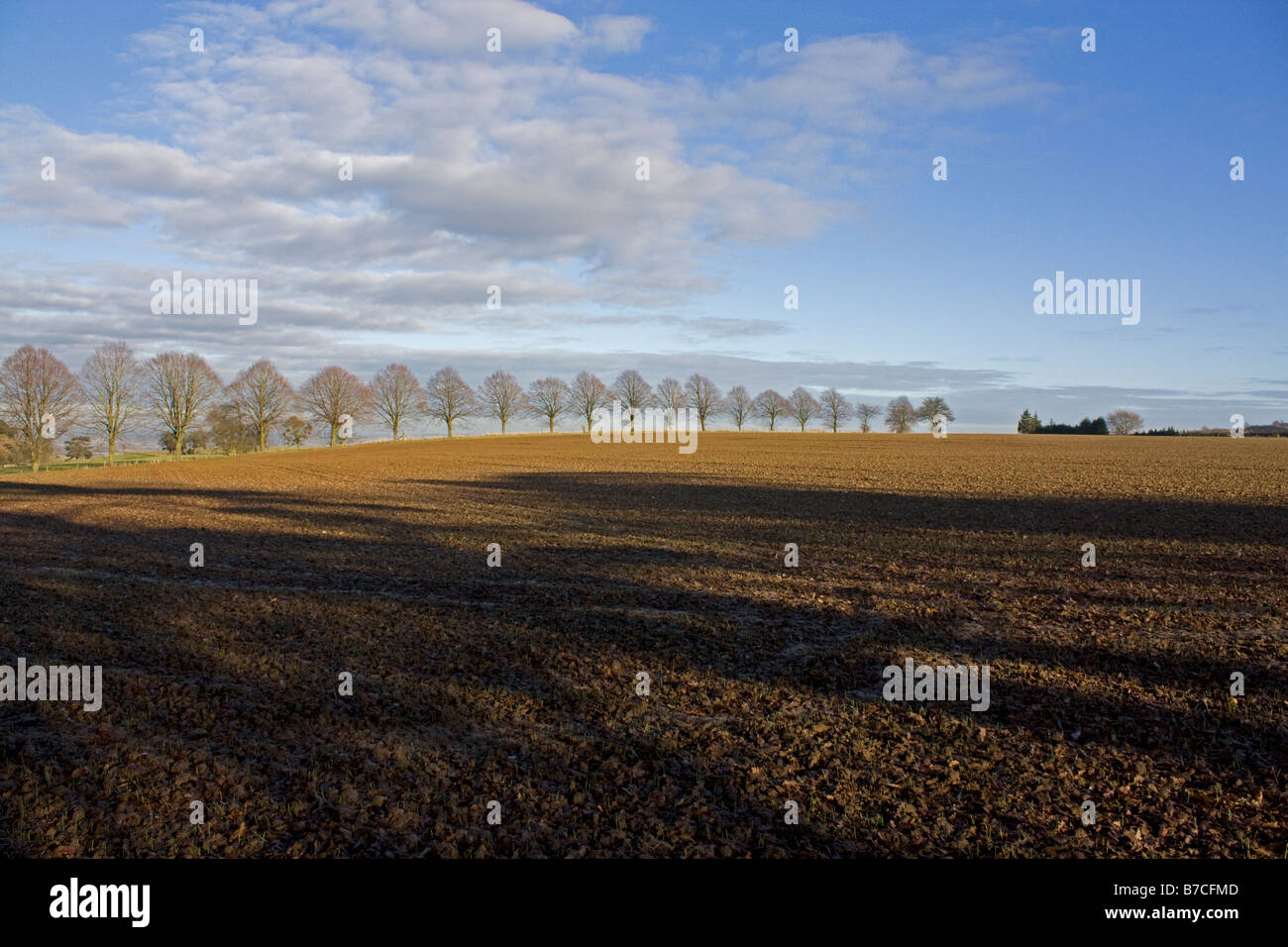 Vue sur les terres agricoles avec des rangées d'arbres Banque D'Images