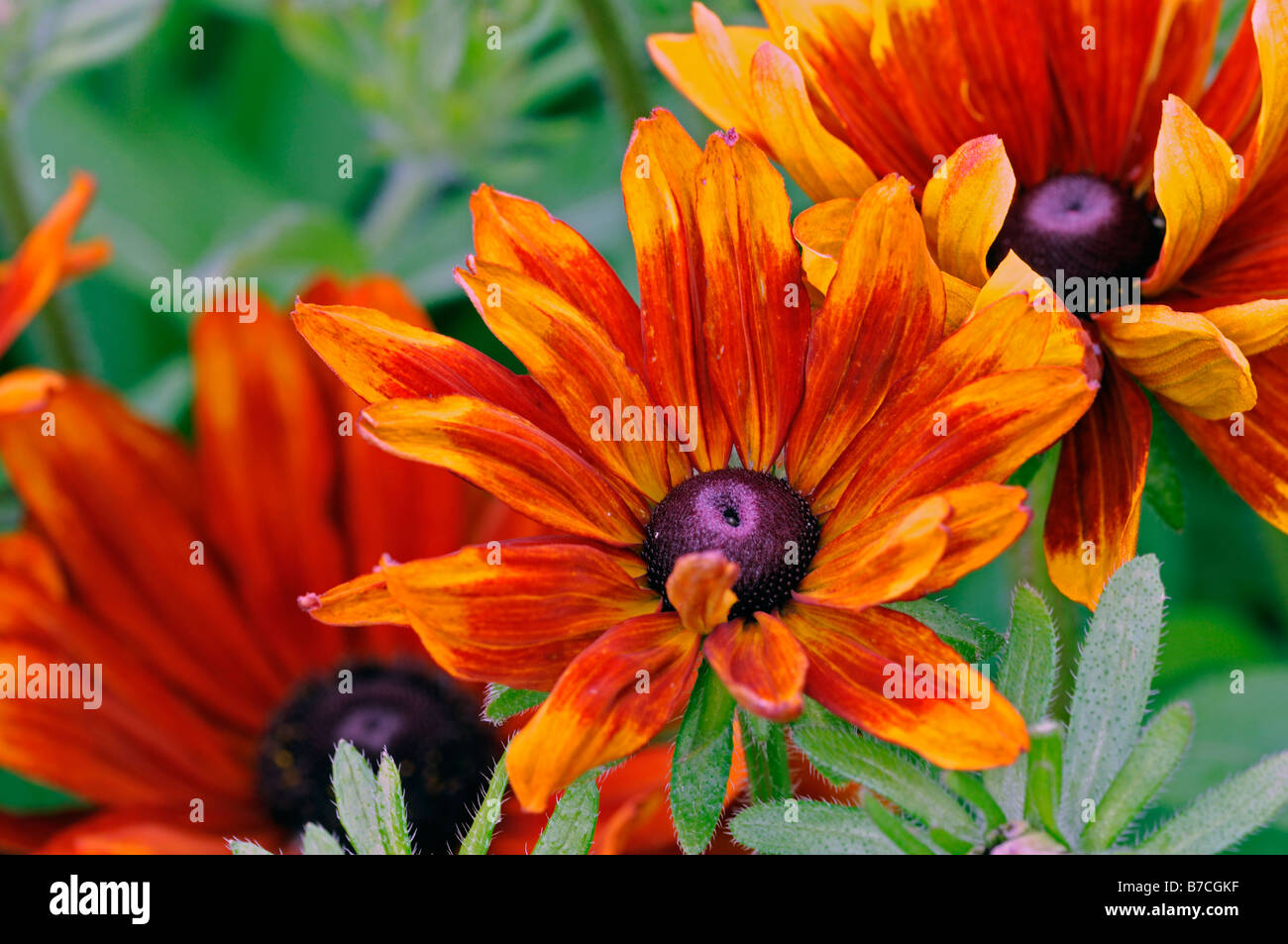 Rudbeckia hirta 'cultivar nain rustique' Fleur Fleur fleur jaune or bronze acajou avec demi-cône noir hardy Banque D'Images