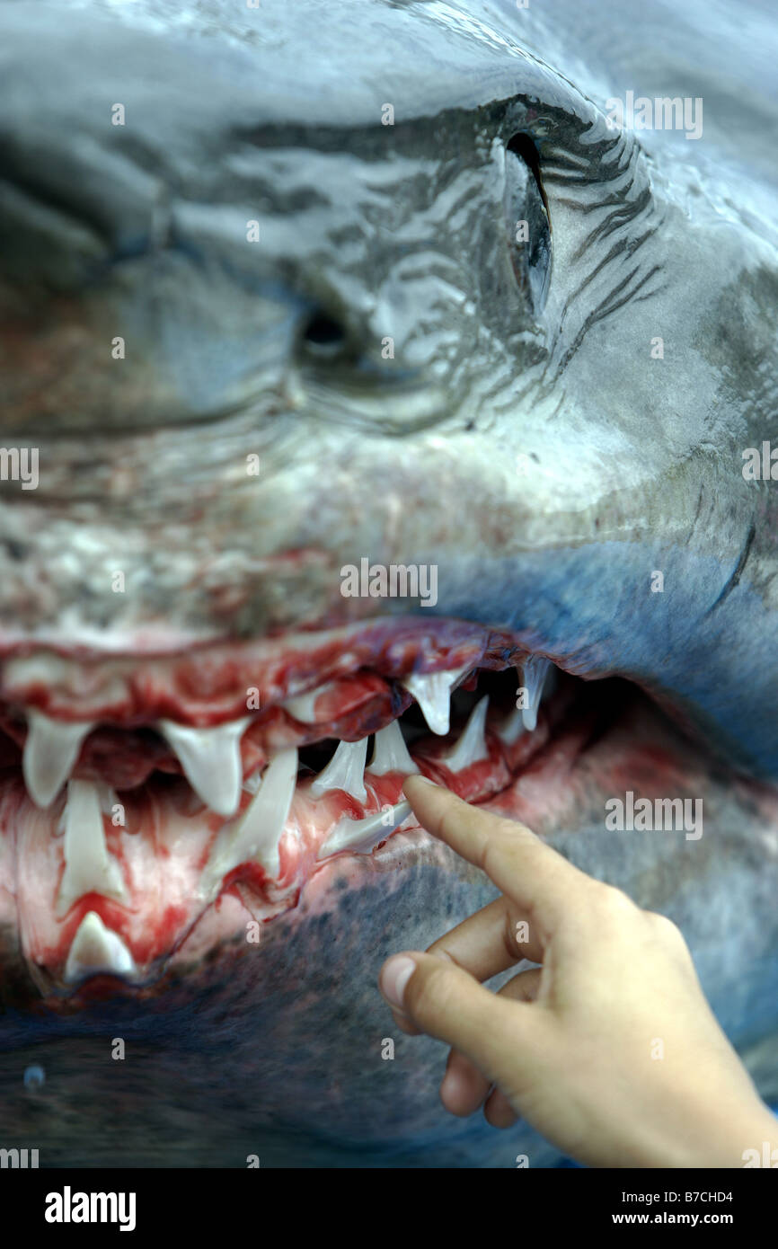 3,3 millions de requins-taupes bleus sur Mapua wharf, Nouvelle-Zélande, photographié au cours d'une dissection publique Banque D'Images