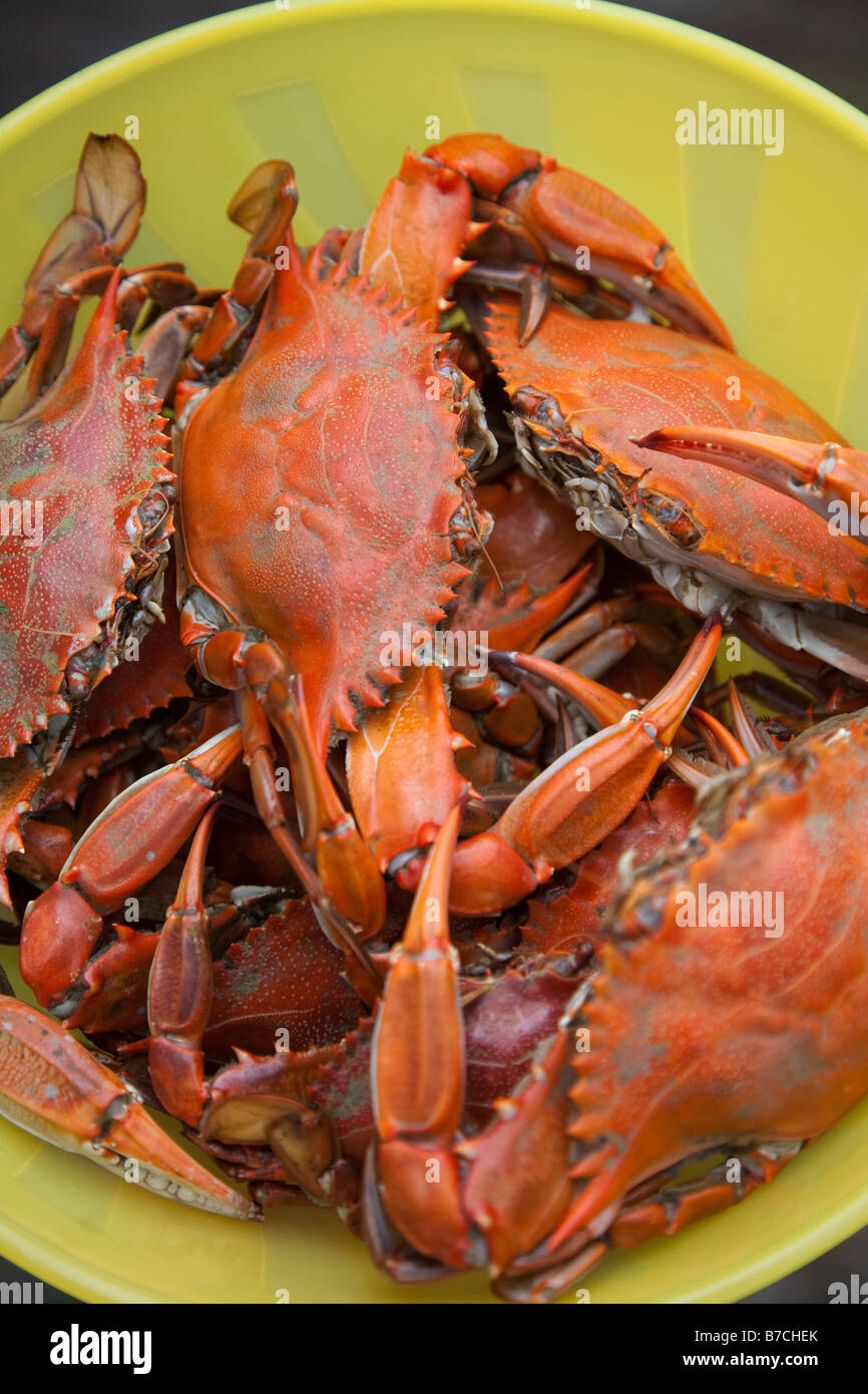 Crabes bleus fraîchement cuit à son tour une couleur rouge vif après la cuisson Banque D'Images