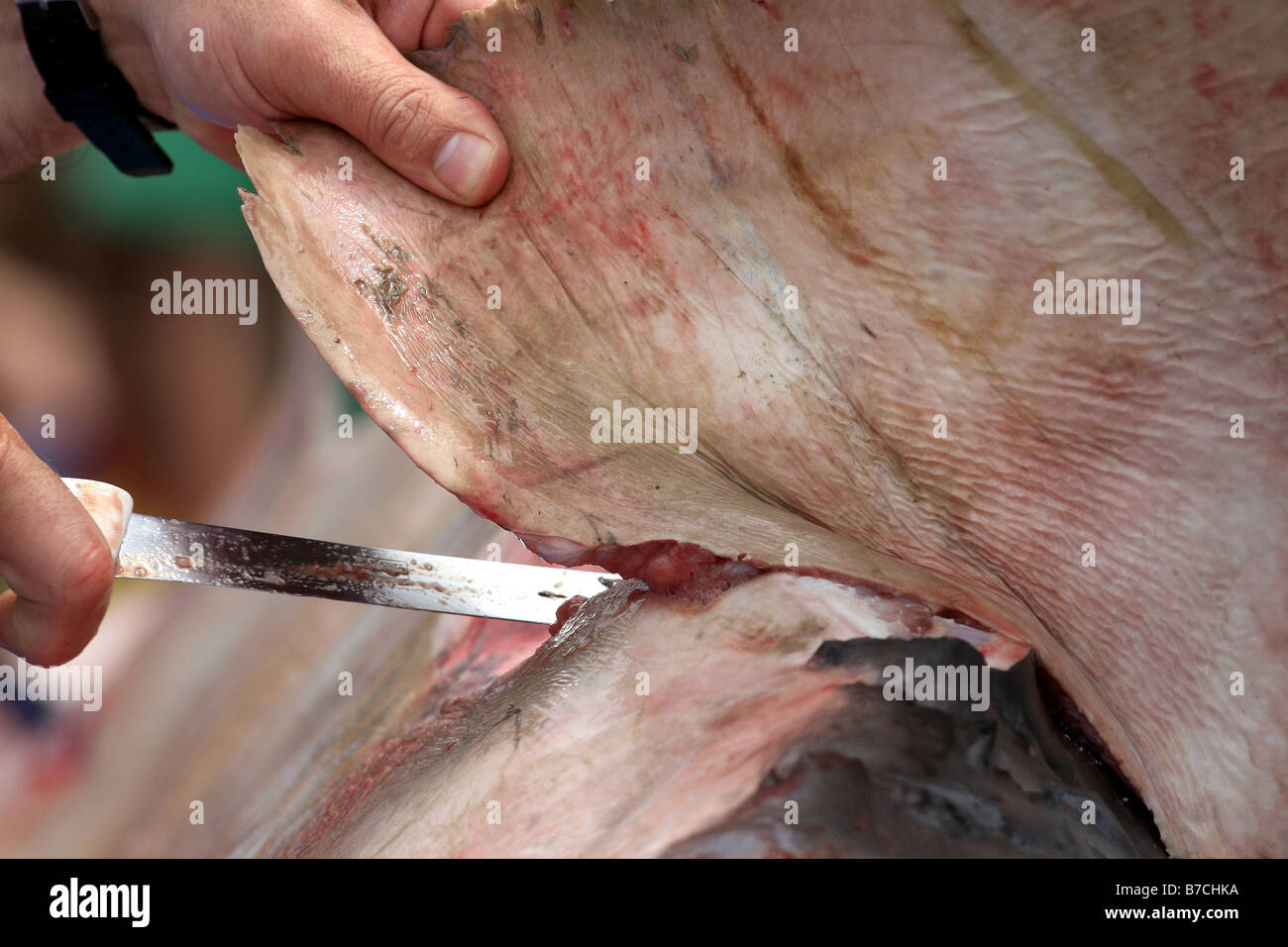 Clinton Duffy, du Département de Conservation, procède à une dissection d'un requin mako 3.3m sur Mapua wharf, New Zealand Banque D'Images