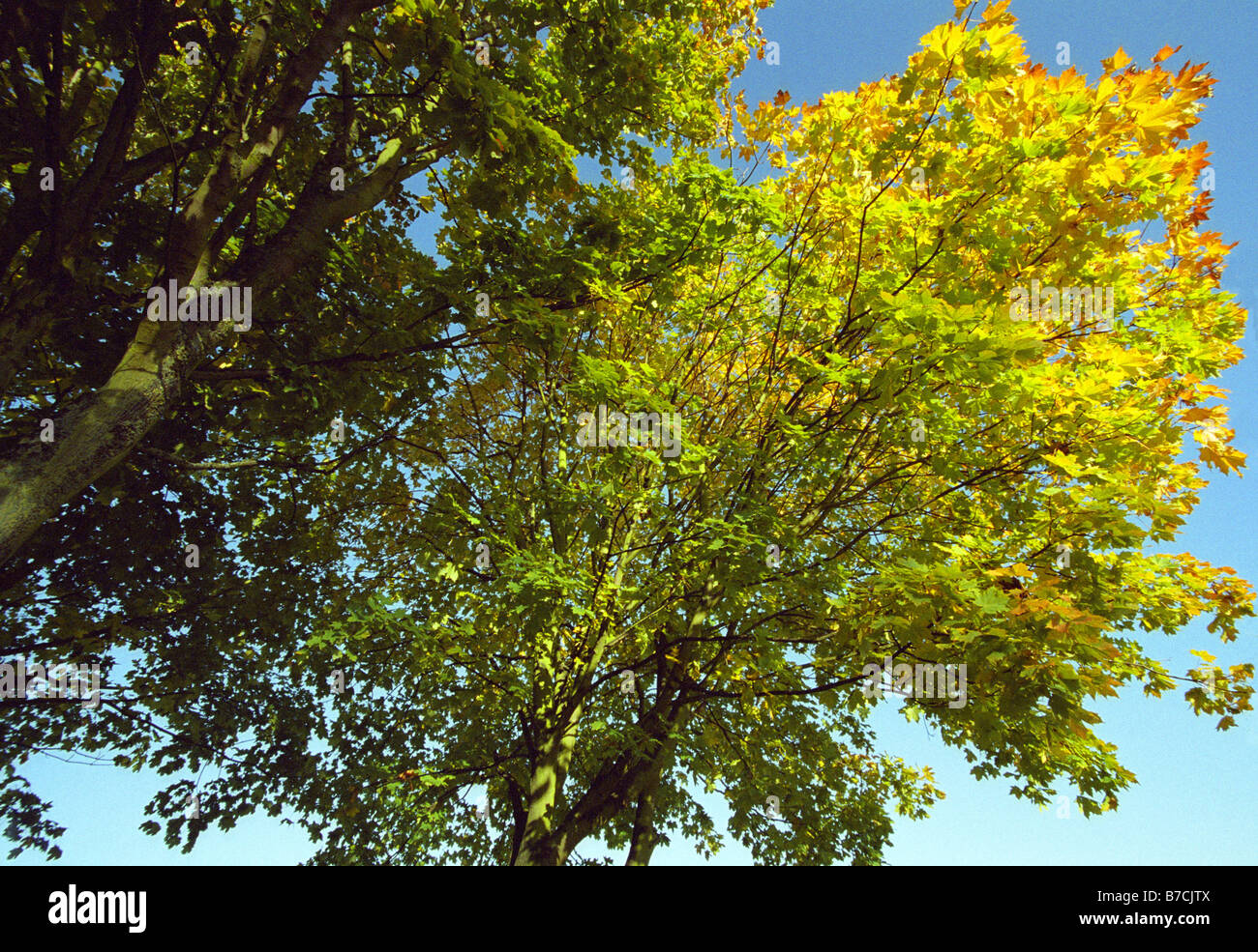 Les arbres d'automne, le trafic routier, l'Île Widnes Penketh, Warrington, Angleterre, Automne 2008 Banque D'Images