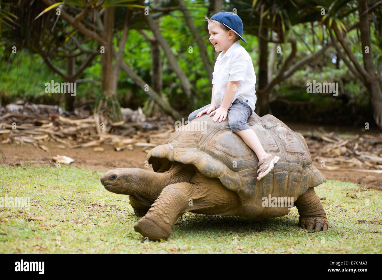 Des activités amusantes à l'Ile Maurice. 4 ans boy riding tortue géante. Banque D'Images