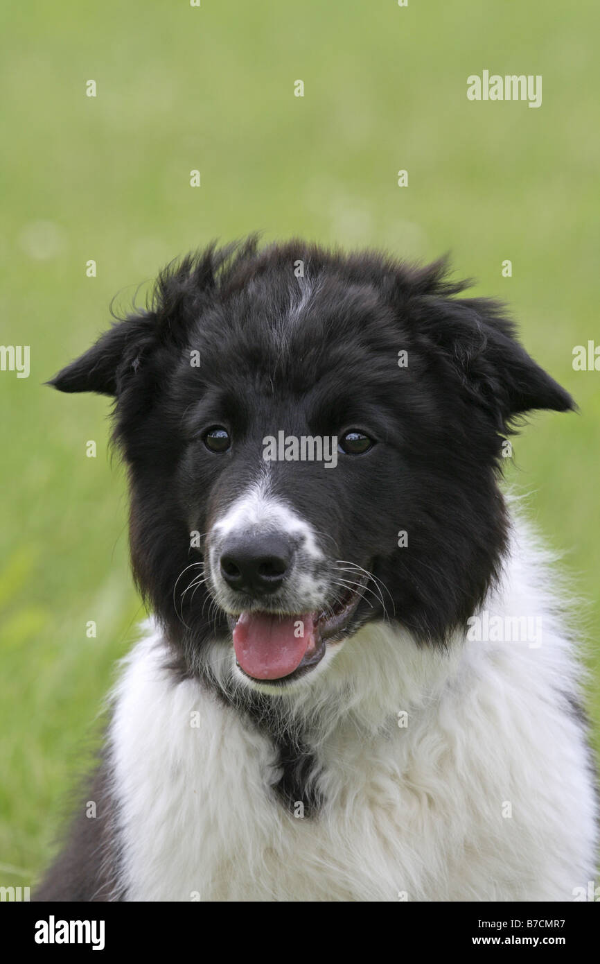 Border Collie (Canis lupus f. familiaris), dragonnet, portrait, 16 semaines Banque D'Images