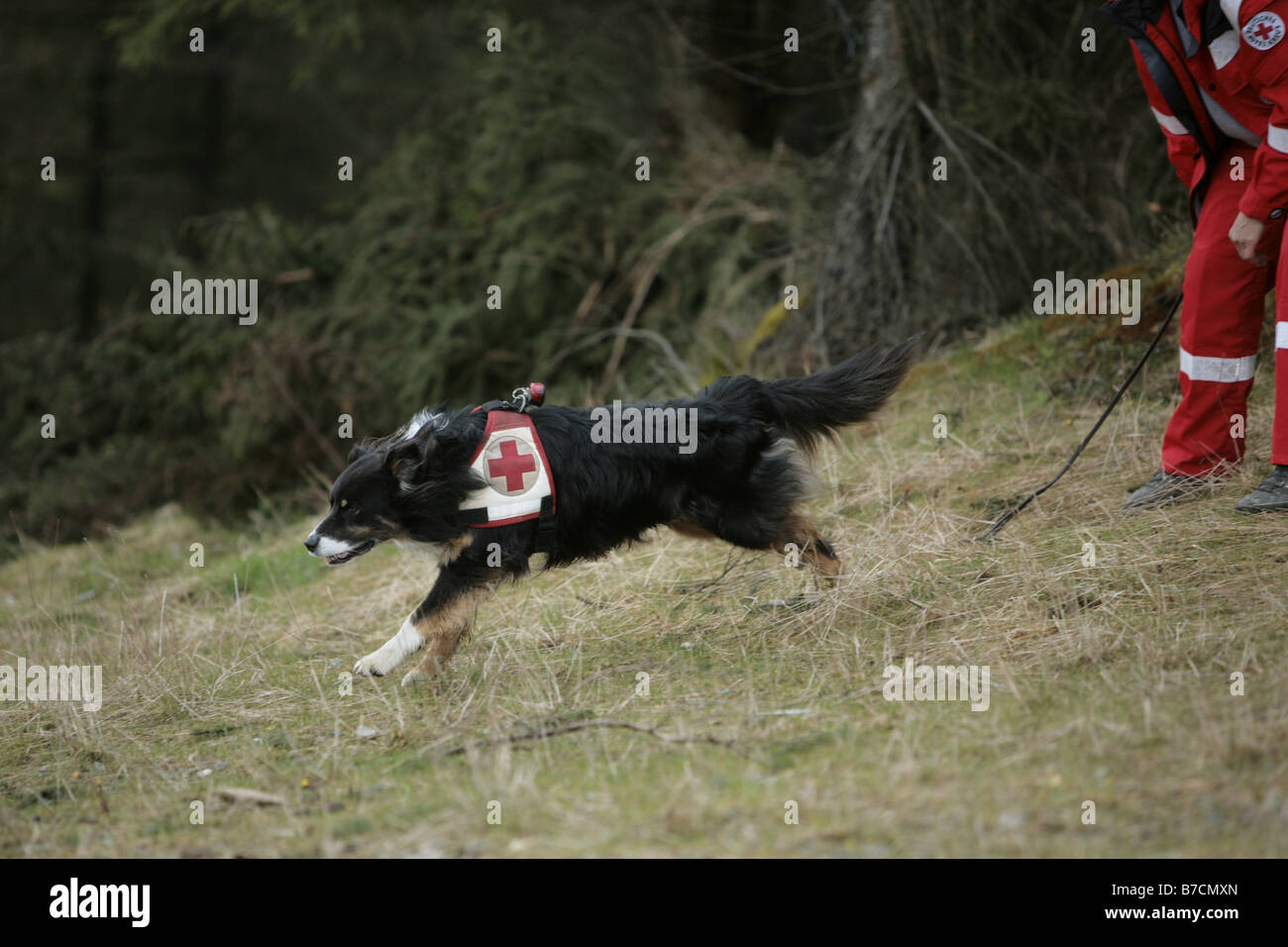 Chien domestique (Canis lupus f. familiaris), l'exercice de l'équipe de relais chien de sauvetage Hof, Allemagne, Saxe, Klingenthal Banque D'Images