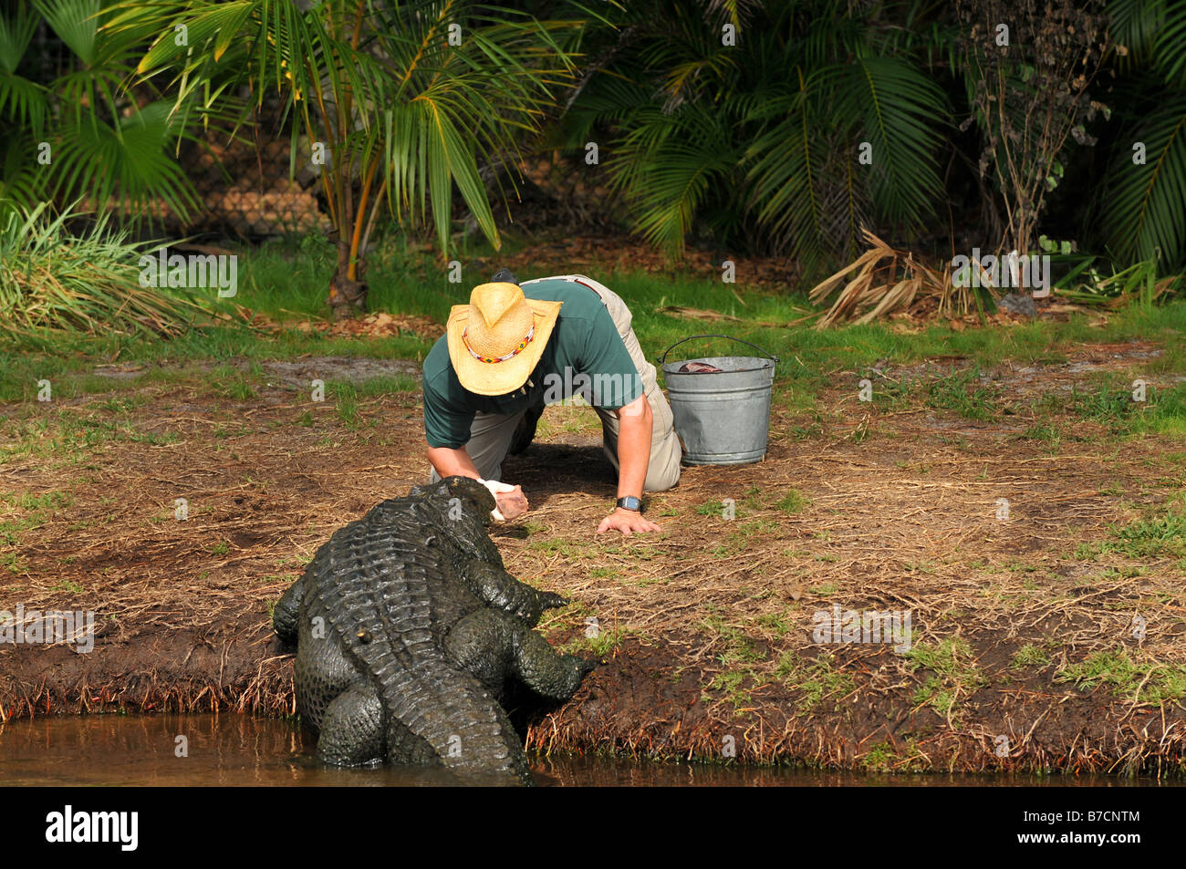 Formateur et Alligator Banque D'Images Formateur et Alligator Banque D'Images