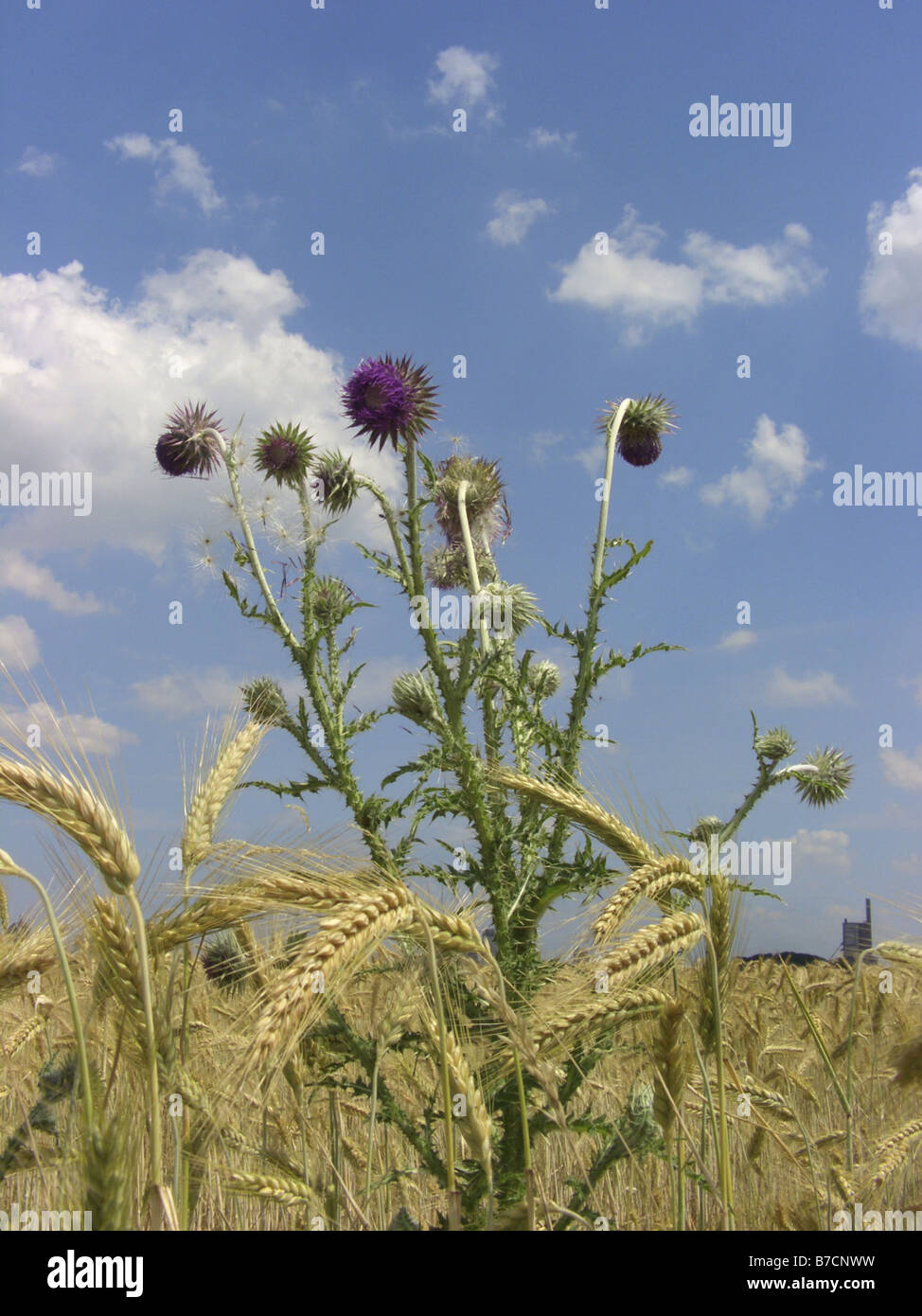 Le musc chardon, chardon penché (Carduus nutans), qui fleurit dans un champ de triticale, Allemagne, Rhénanie du Nord-Westphalie Banque D'Images