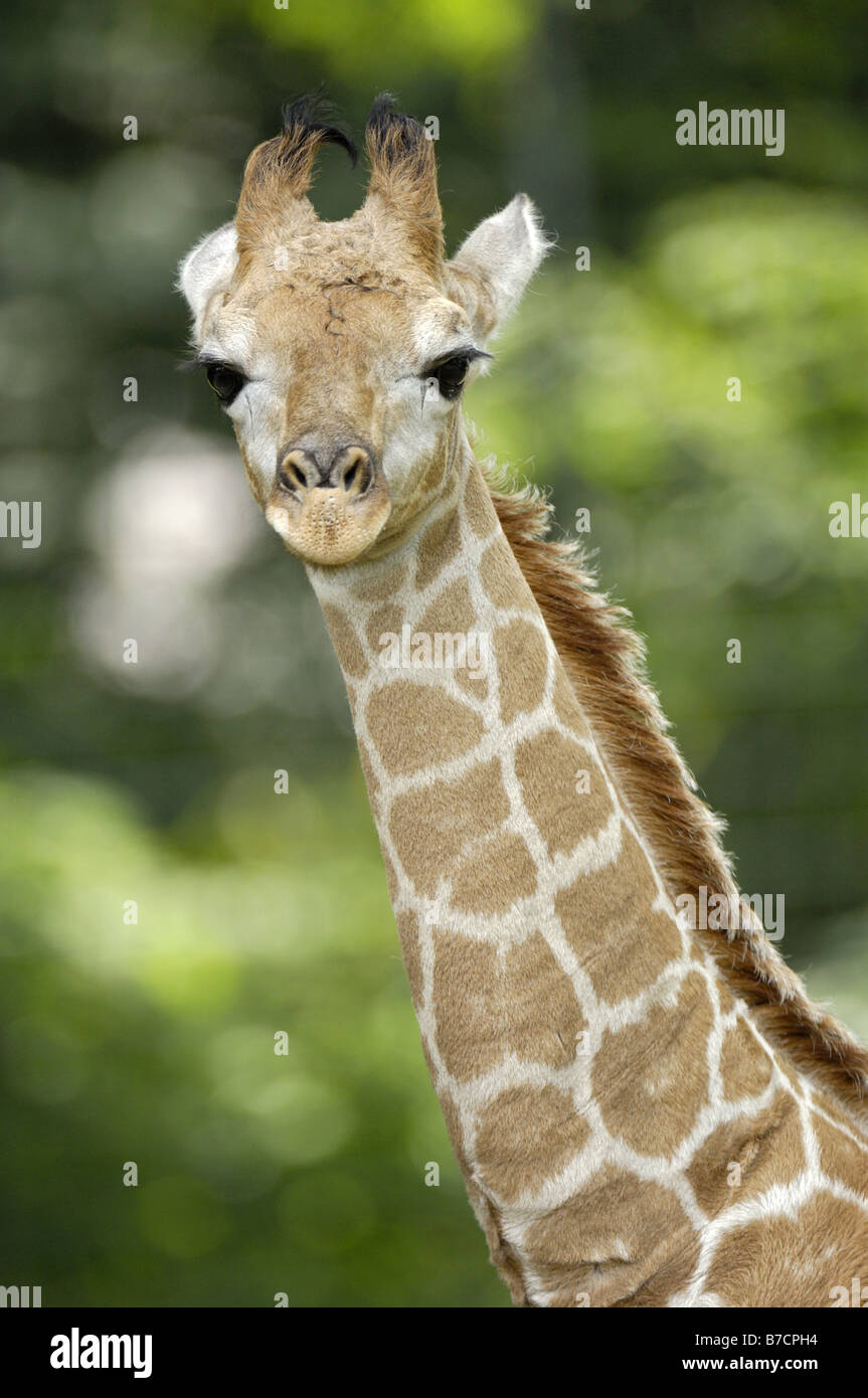 Smoky Girafe (Giraffa camelopardalis angolensis), pup, portrait Banque D'Images