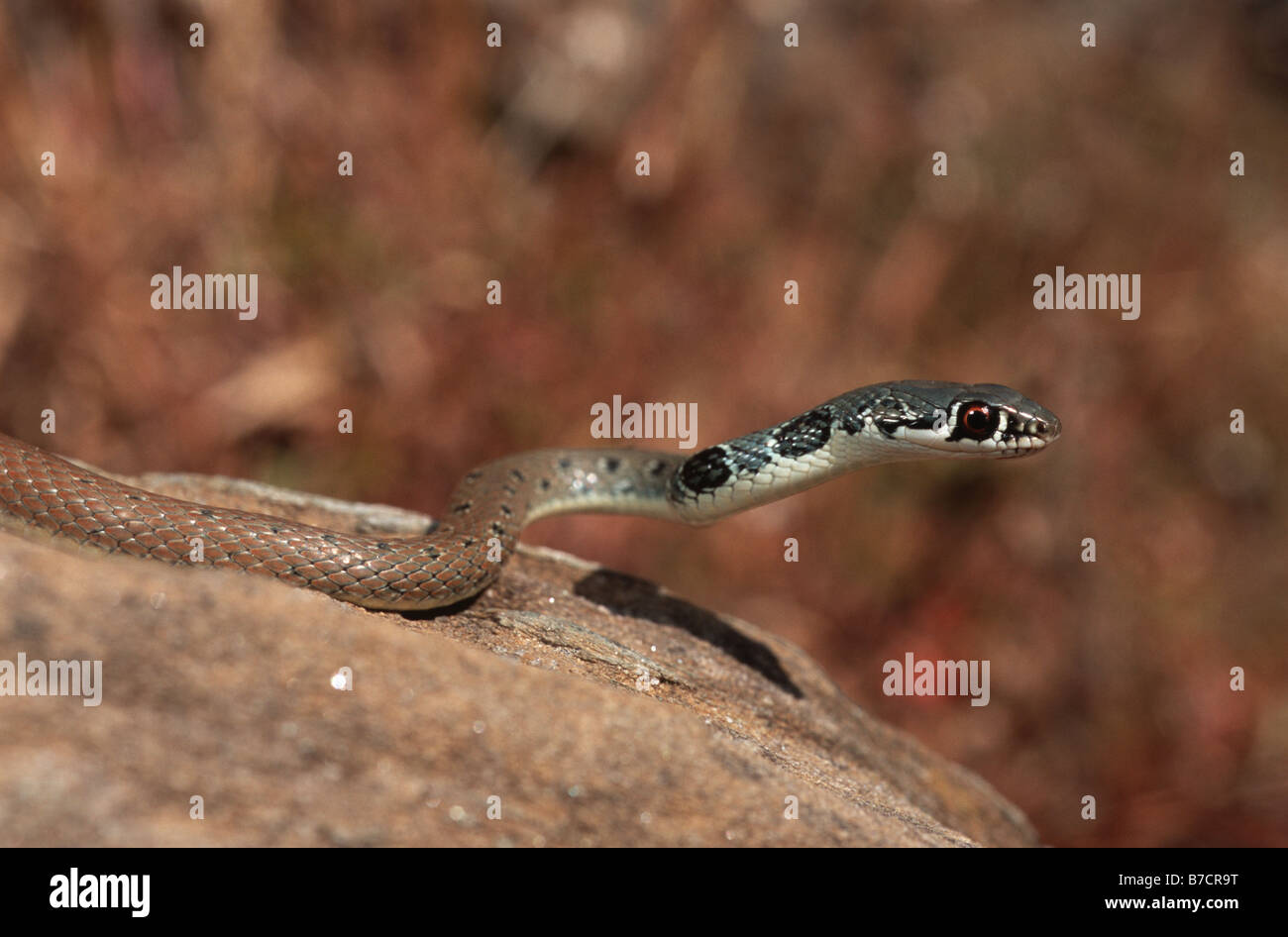 Whip vert clair, Dahl's snake snake whip (Coluber najadum dahli ...