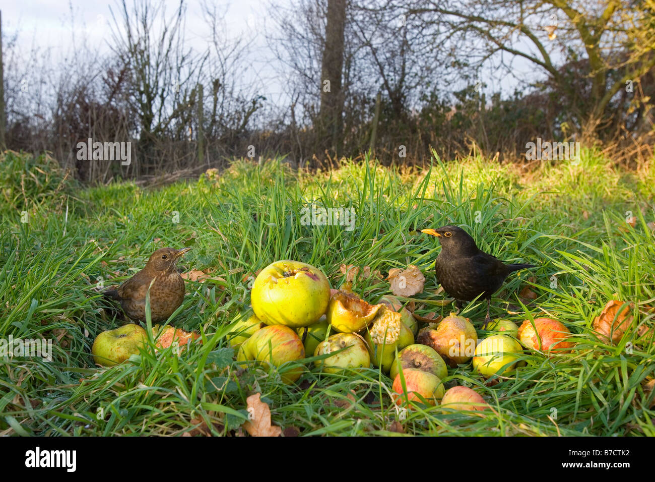 Merle noir Turdus merula mâle et femelle Banque D'Images