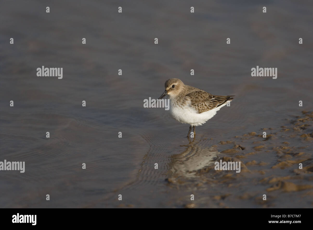 Le bécasseau variable Calidris alpina sur plage de galets en hiver Banque D'Images