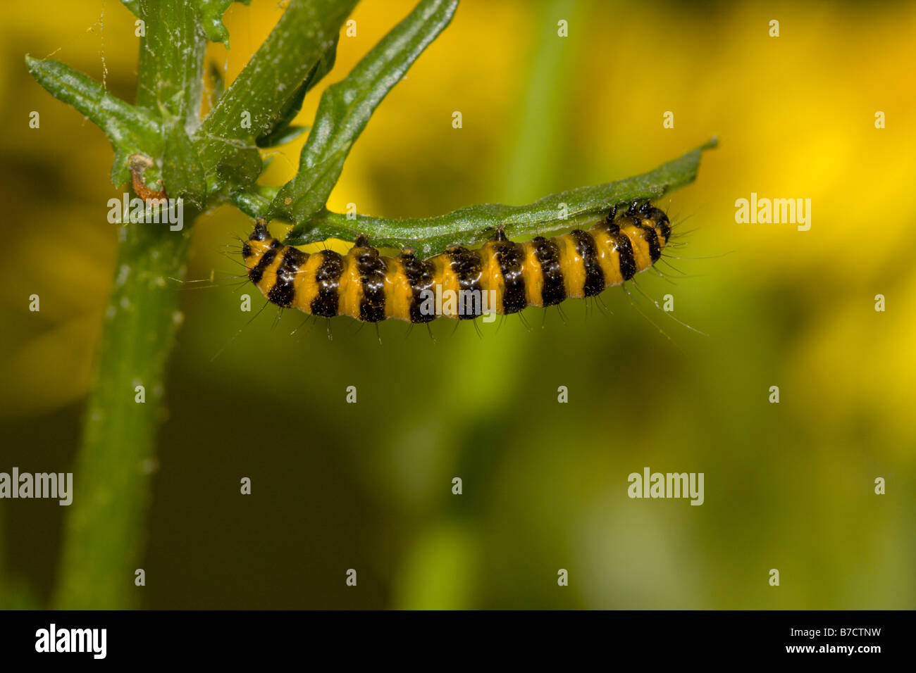 Papillon cinabre feuille Séneçon manger Caterpillar Banque D'Images