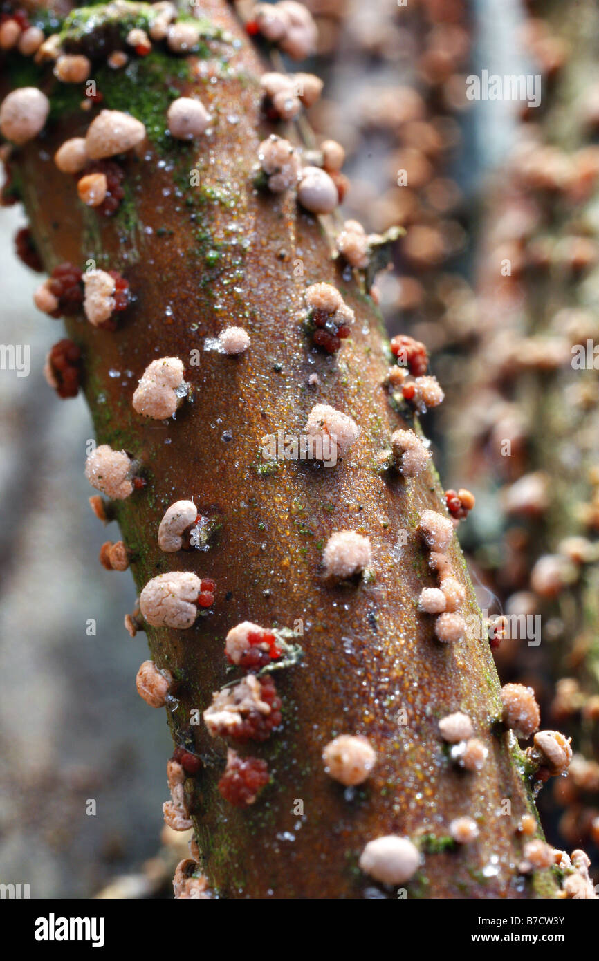 Le champignon Nectria cinnabarina CORAIL SUR CHARME Carpinus betulus brindilles Banque D'Images