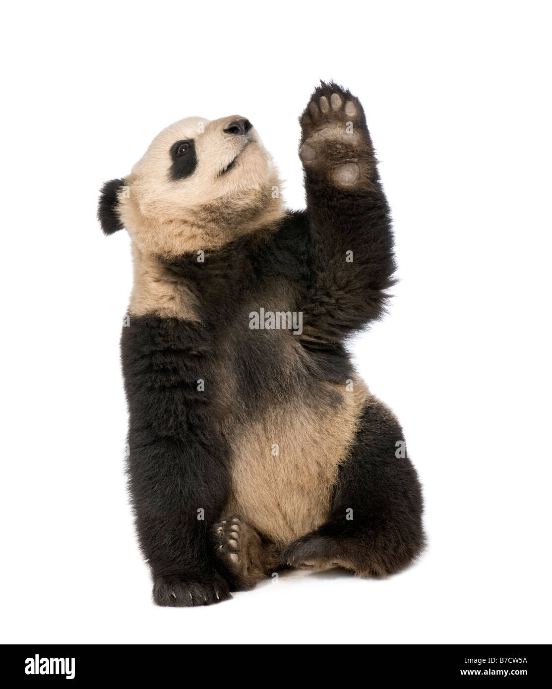 Panda géant Ailuropoda melanoleuca 18 mois devant un fond blanc Banque D'Images