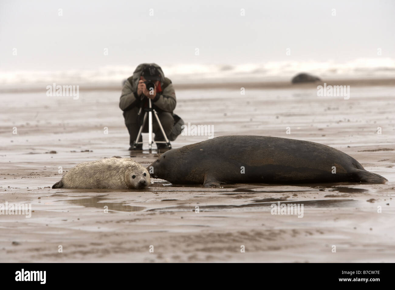 Photographe de la faune et de phoques gris Donna Nook Lincolnshire Banque D'Images