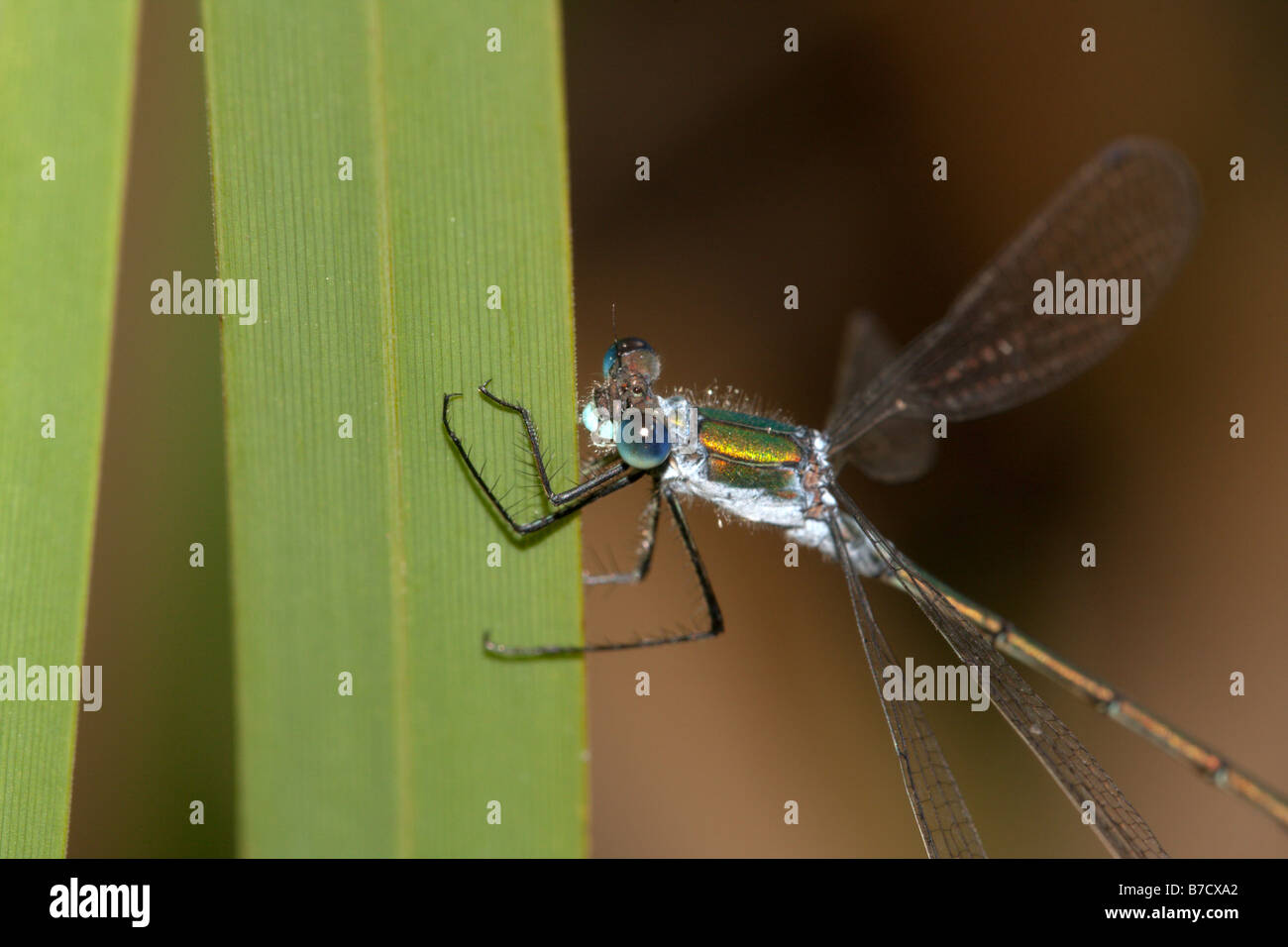 Demoiselle Lestes sponsa émeraude mâle Banque D'Images
