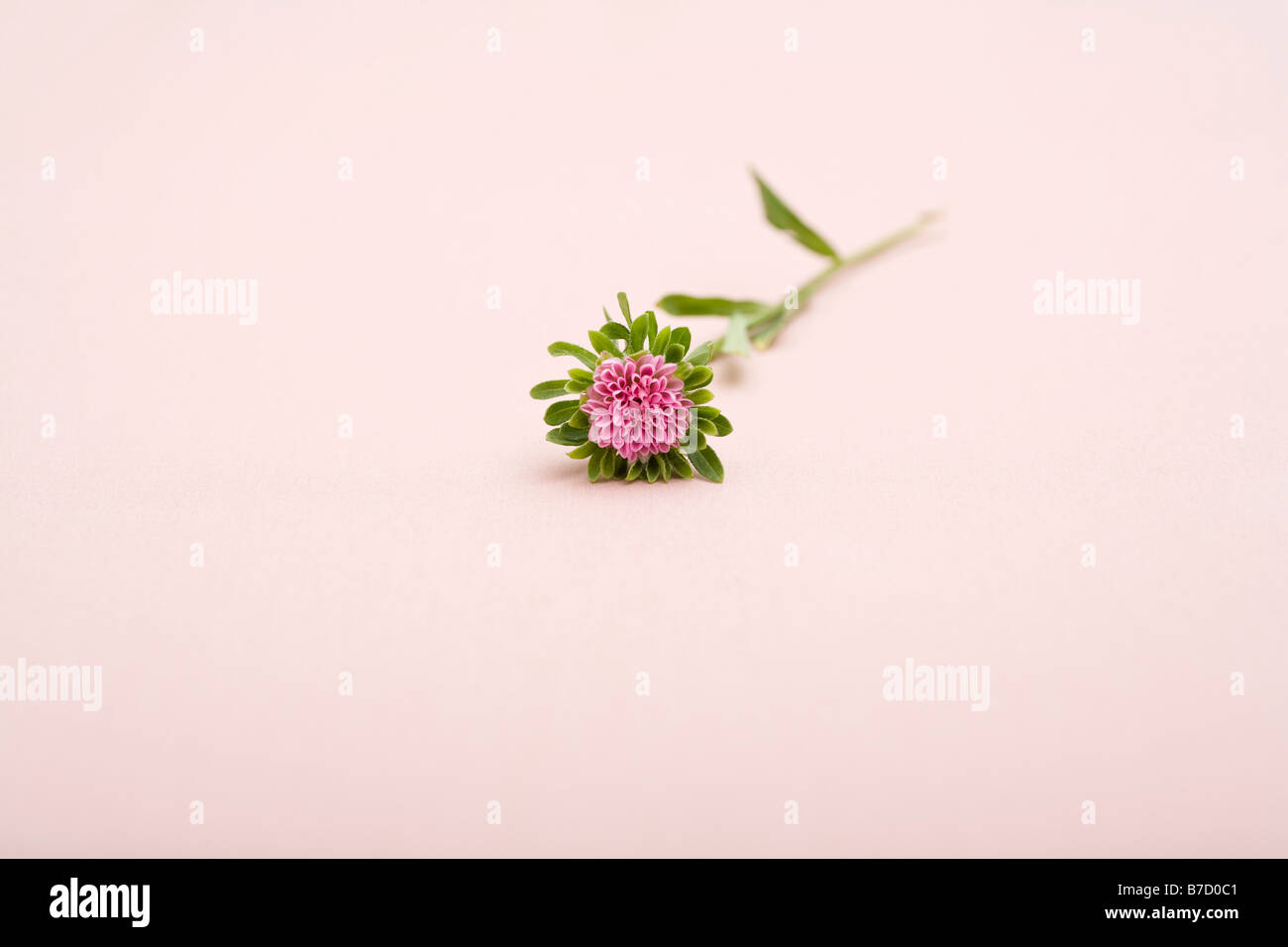 Une fleur exotique avec des pétales rose Banque D'Images