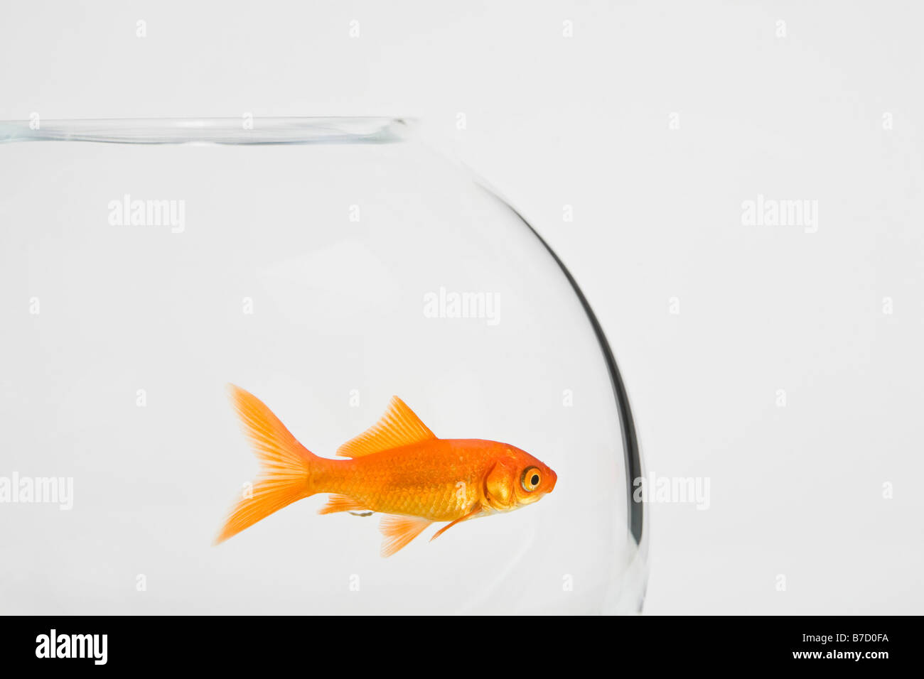 Un poisson rouge dans un bocal Banque D'Images