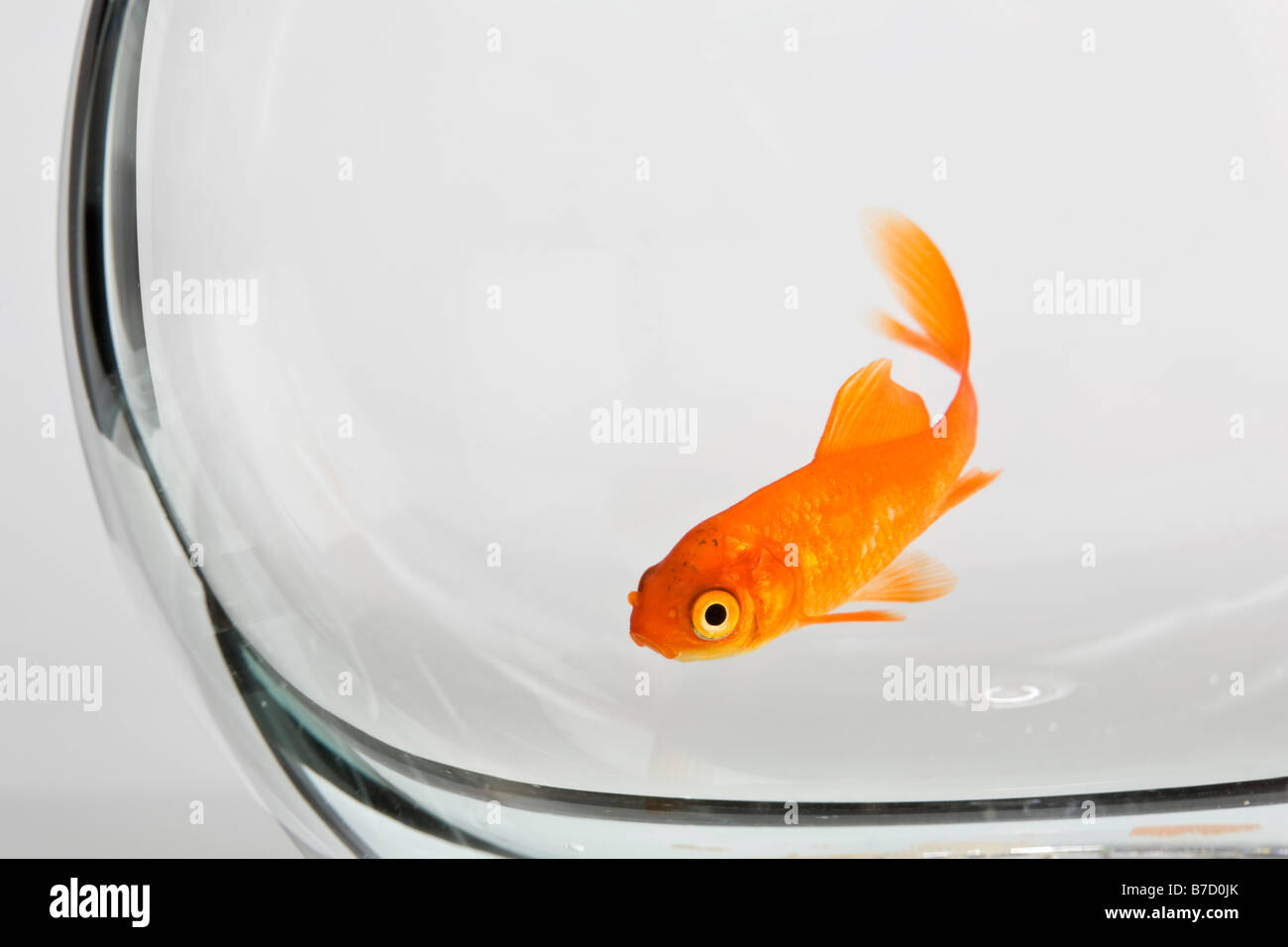 Poissons rouges dans un bocal Banque D'Images