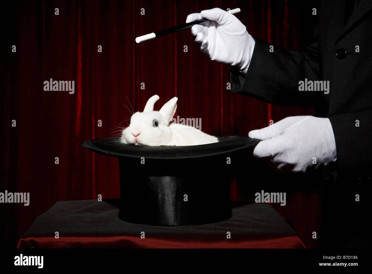 Les mains gantées d'un magicien d'effectuer un tour de magie avec un lapin  dans un chapeau haut Photo Stock - Alamy
