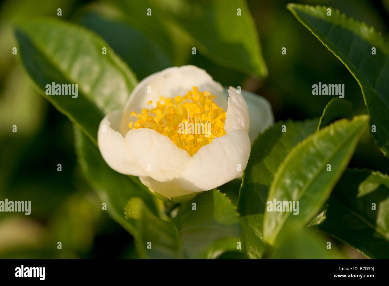 Fleurs Plantes thé Rize Région de la mer Noire de la Turquie Banque D'Images