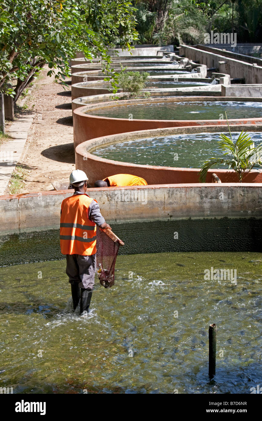Récolte du poisson tilapia de bassins de culture Parc Haller Mombasa Kenya Banque D'Images