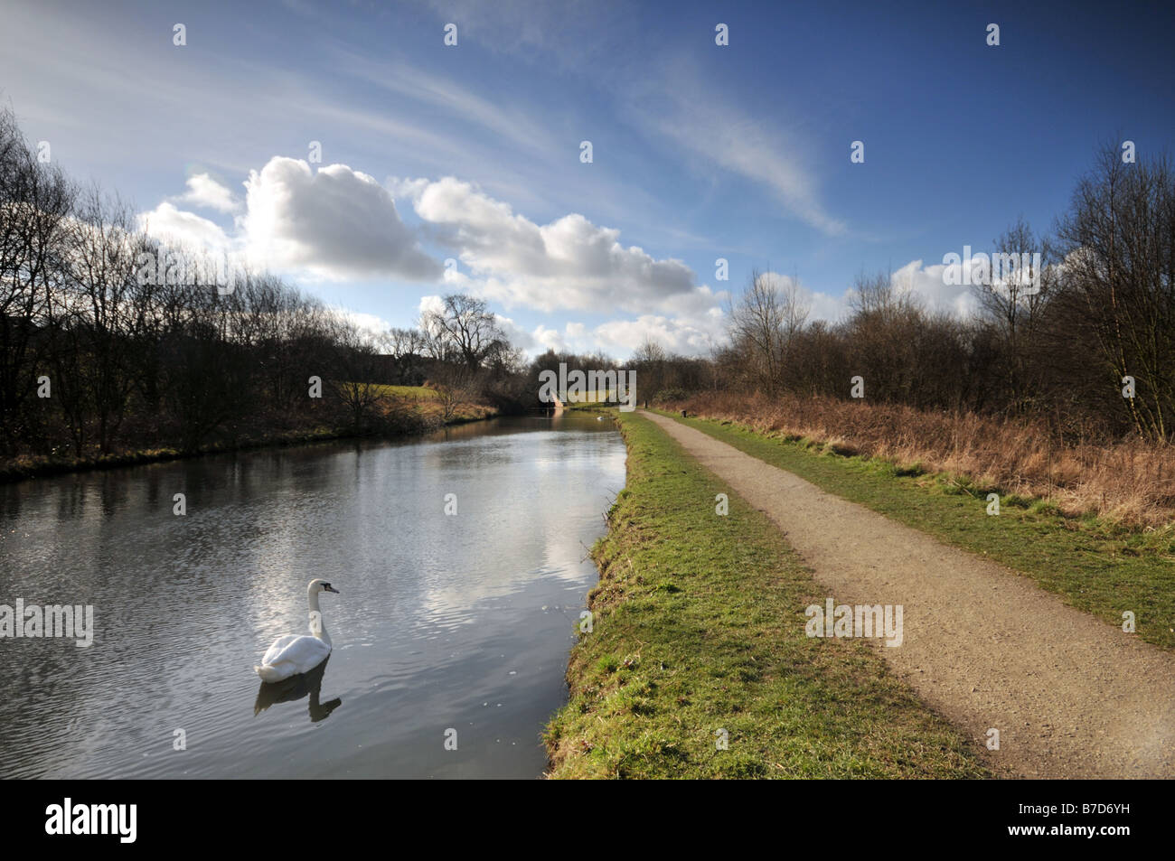 Vue grand angle de swan sur Canal Chesterfield Derbyshire en Angleterre Banque D'Images