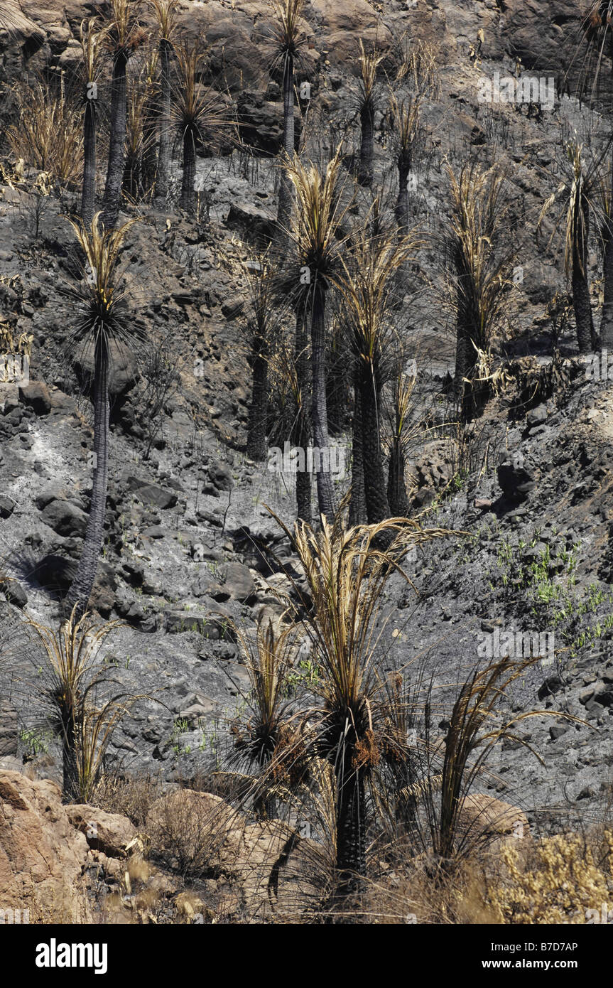 Forêt de palmiers brûlés par un feu de forêt en 2007, l'hôtellerie, Gran Canaria Banque D'Images