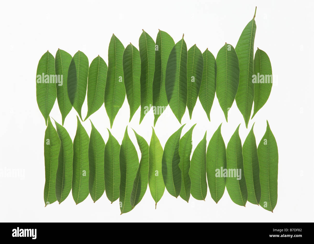 Feuilles de l'arbre de cire Banque D'Images