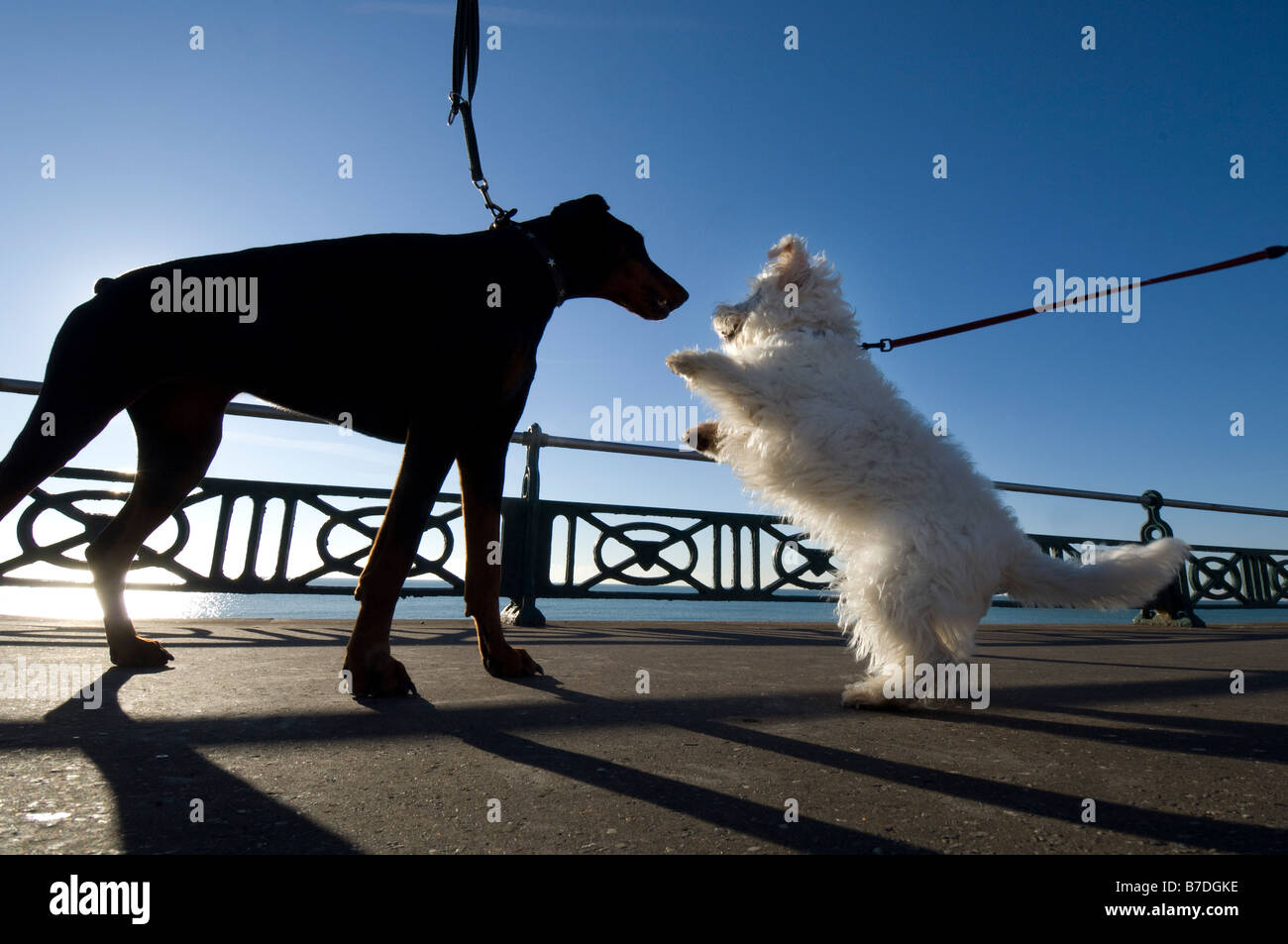 Un gros doberman noir se fait des amis avec un peu de white westie lors d'une promenade sur le front de mer de Brighton Banque D'Images
