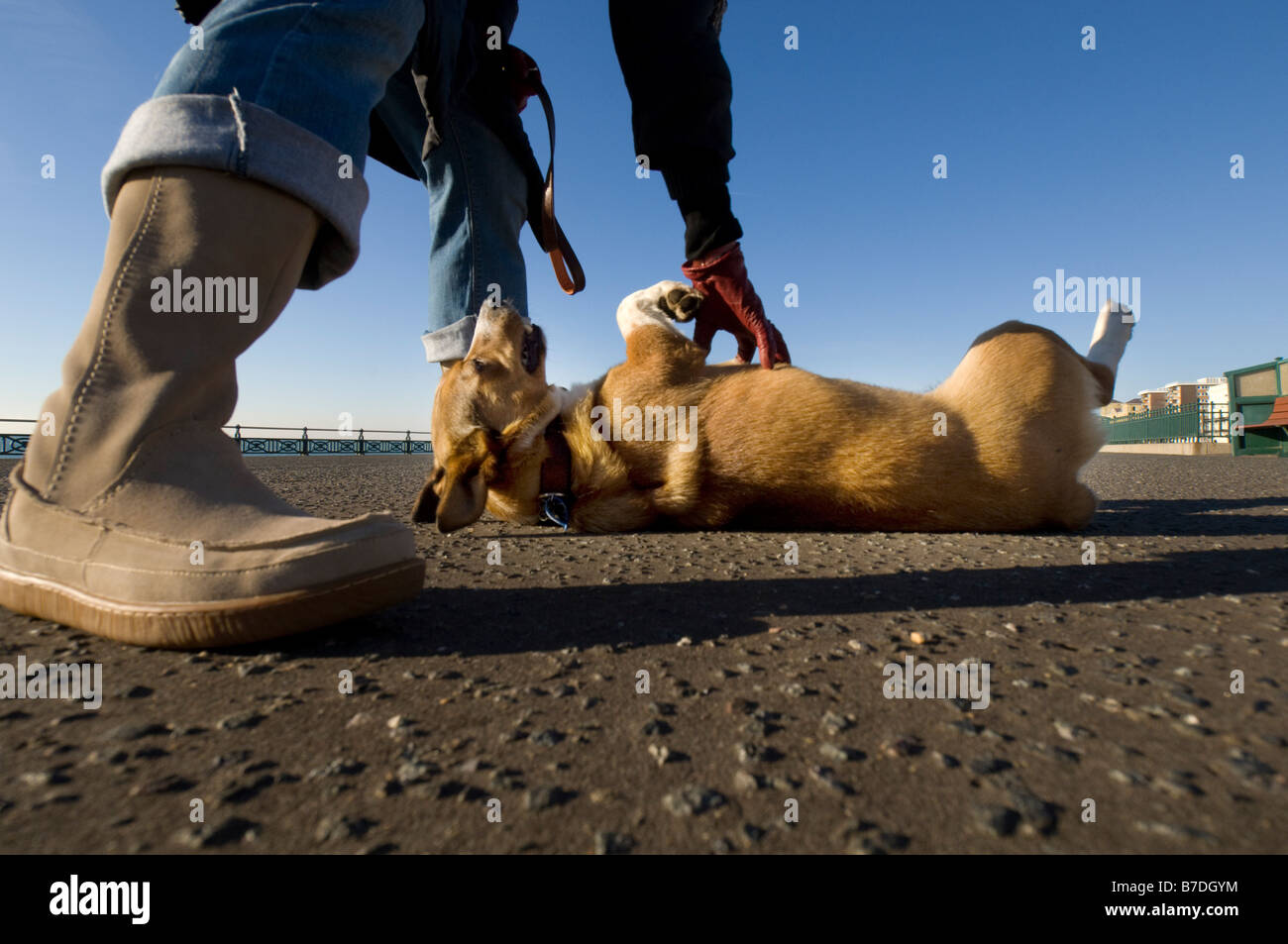 Un Corgi et Bassett Hound cross rescue dog obtient un ventre tickle de son propriétaire, il fait une promenade sur le Brighton and Hove Banque D'Images
