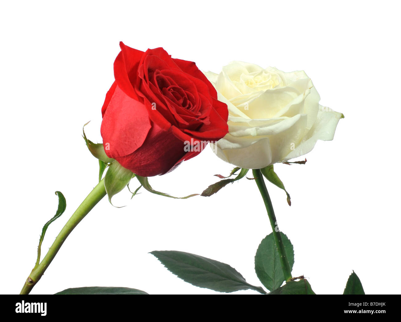 Rose rouge et blanc Il est isolé sur fond blanc Banque D'Images