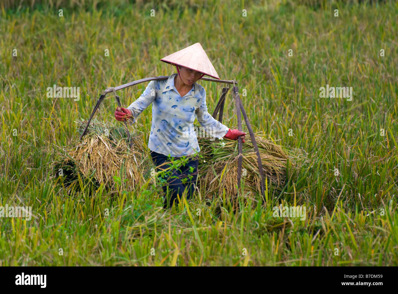 Travailleurs Vietnamiens De La Recolte Du Riz Dans Les Rizieres Du Vietnam Photo Stock Alamy