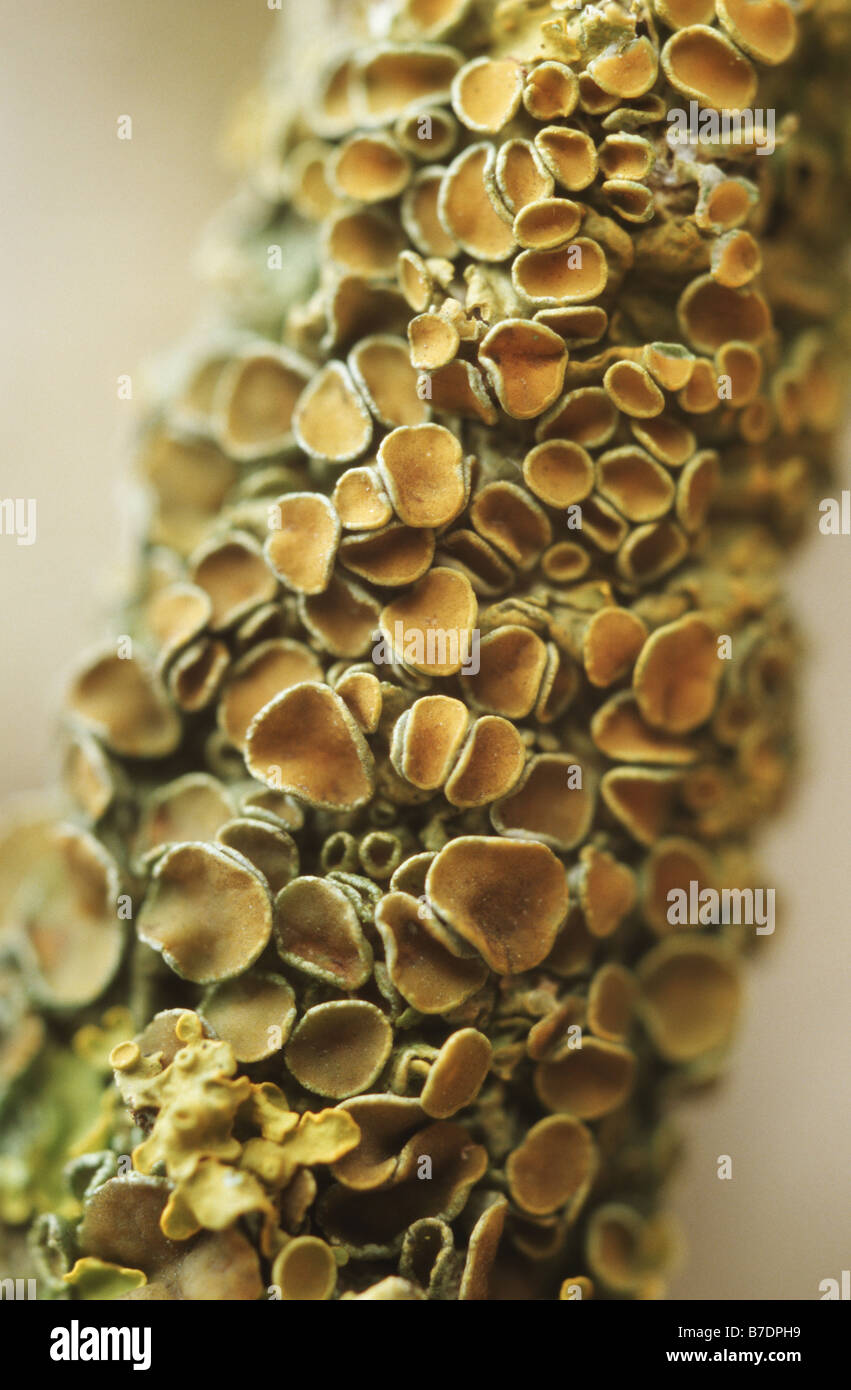 Golden sunburst (lichen Xanthoria polycarpa), les apothécies Banque D'Images