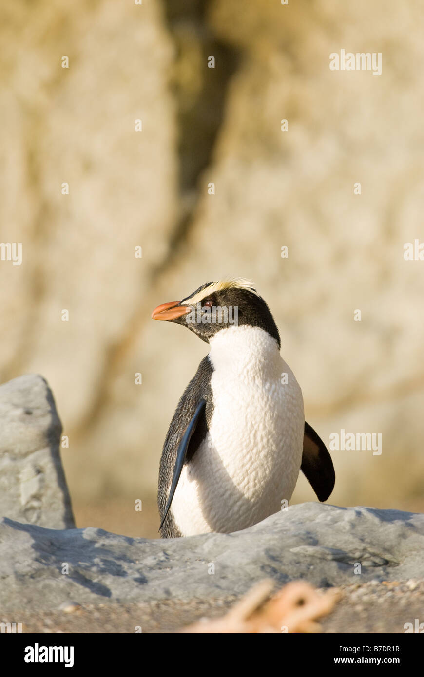 Fiordland crested penguin, Eudyptes pachyrhynchus posant sur des rochers sur la plage de Monroe, Nouvelle-Zélande Banque D'Images