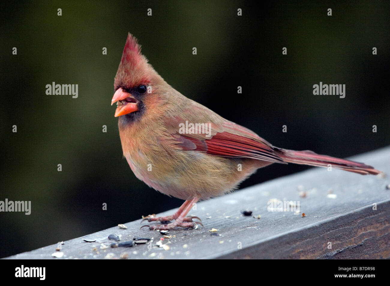 Cardinal rouge femme Banque D'Images