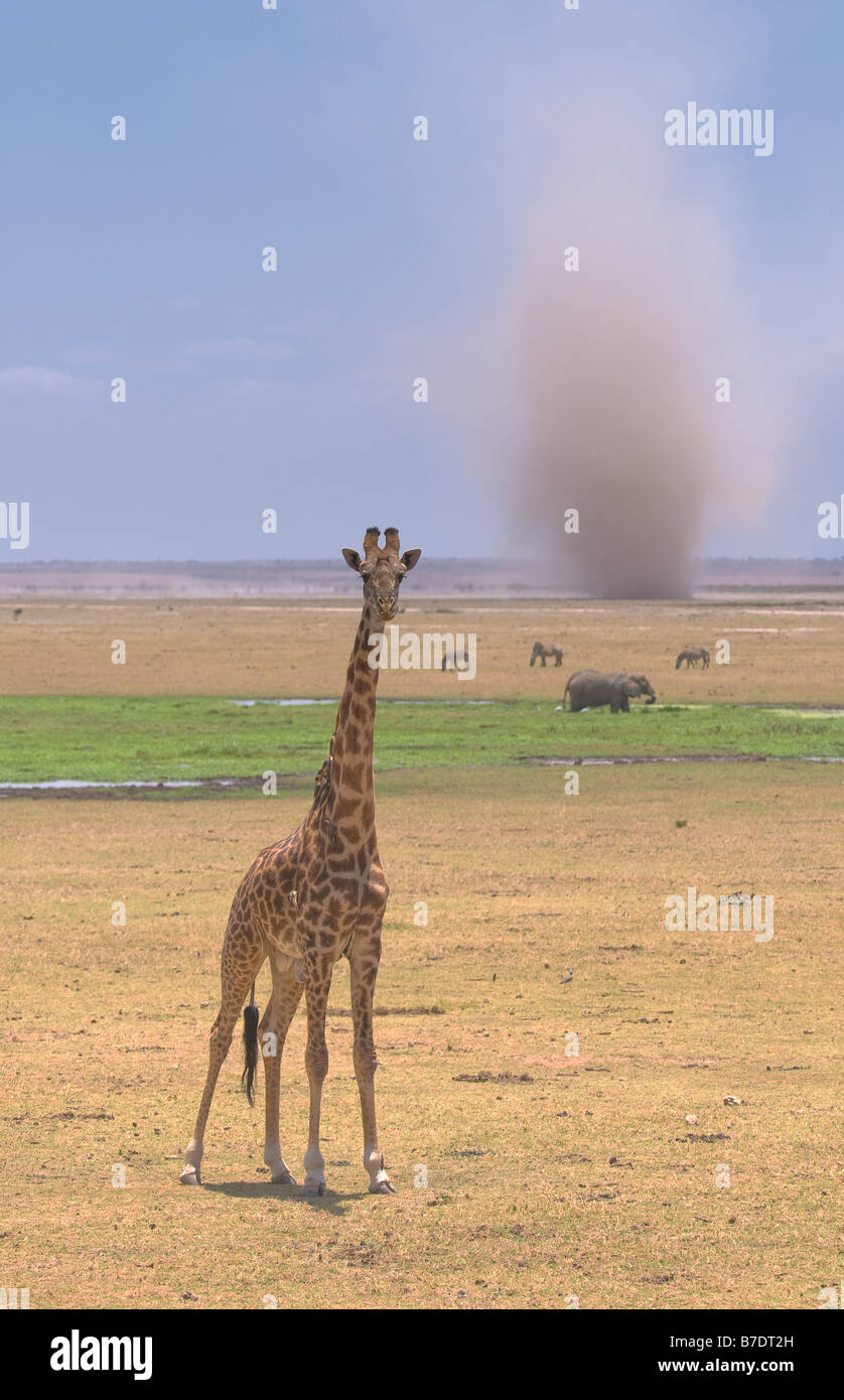 Girafe et tempête de sable dans le parc national Amboseli au Kenya Banque D'Images