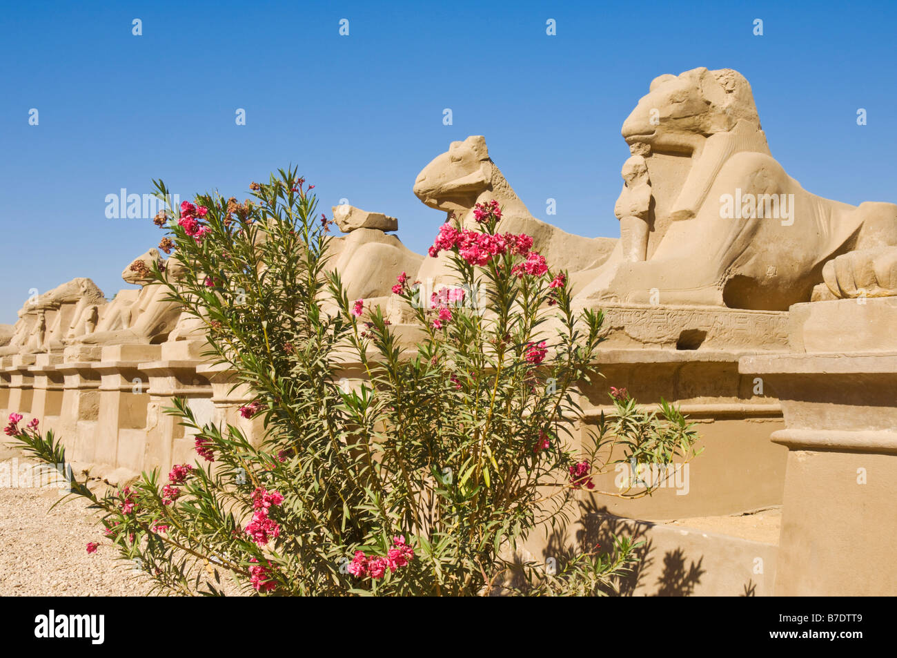 Rangée de statues de sphinx tête Ram temple de Karnak Luxor Egypte Moyen Orient Banque D'Images