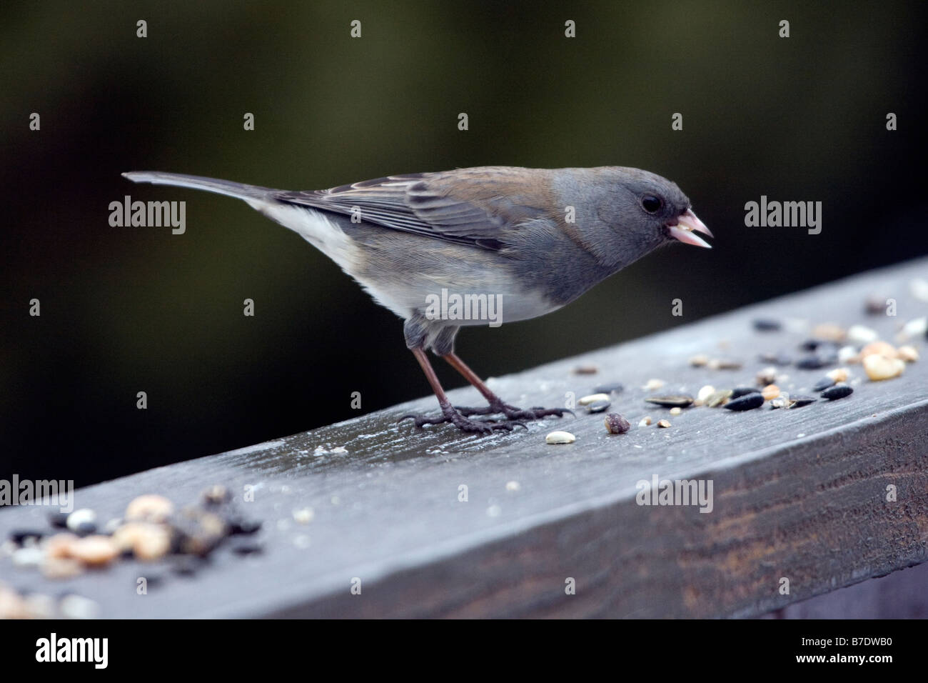 Black eyed Junco manger femelle Banque D'Images
