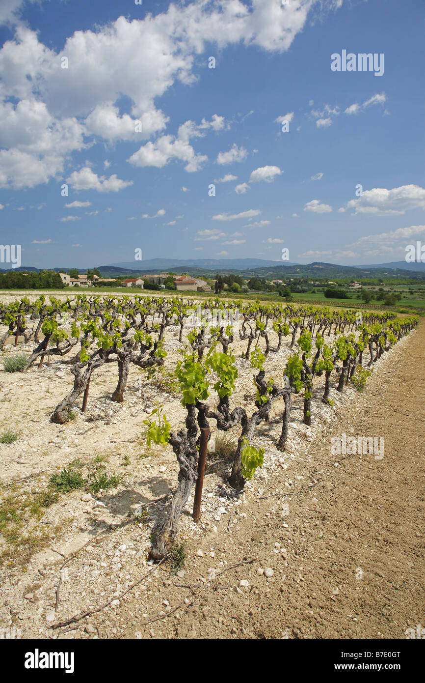 Vignobles français dans la région du Luberon, Provence, France Banque D'Images