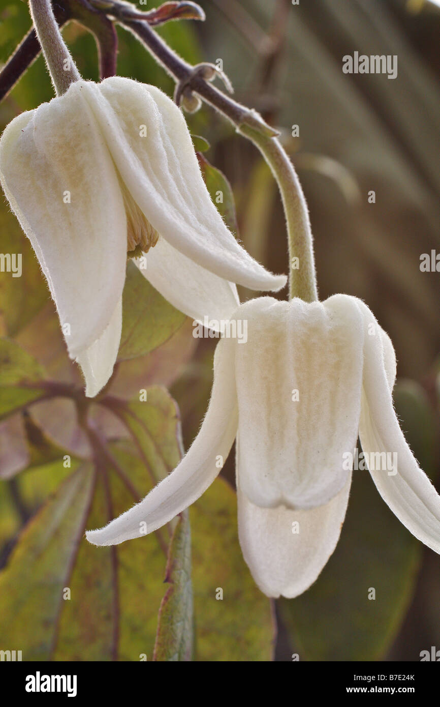 CLEMATIS UROPHYLLA BEAUTÉ D'HIVER EN JANVIER Banque D'Images