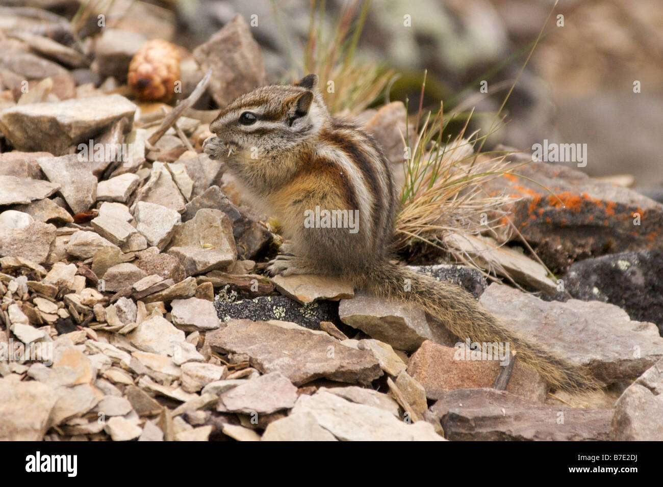 Tamia manger Banque D'Images