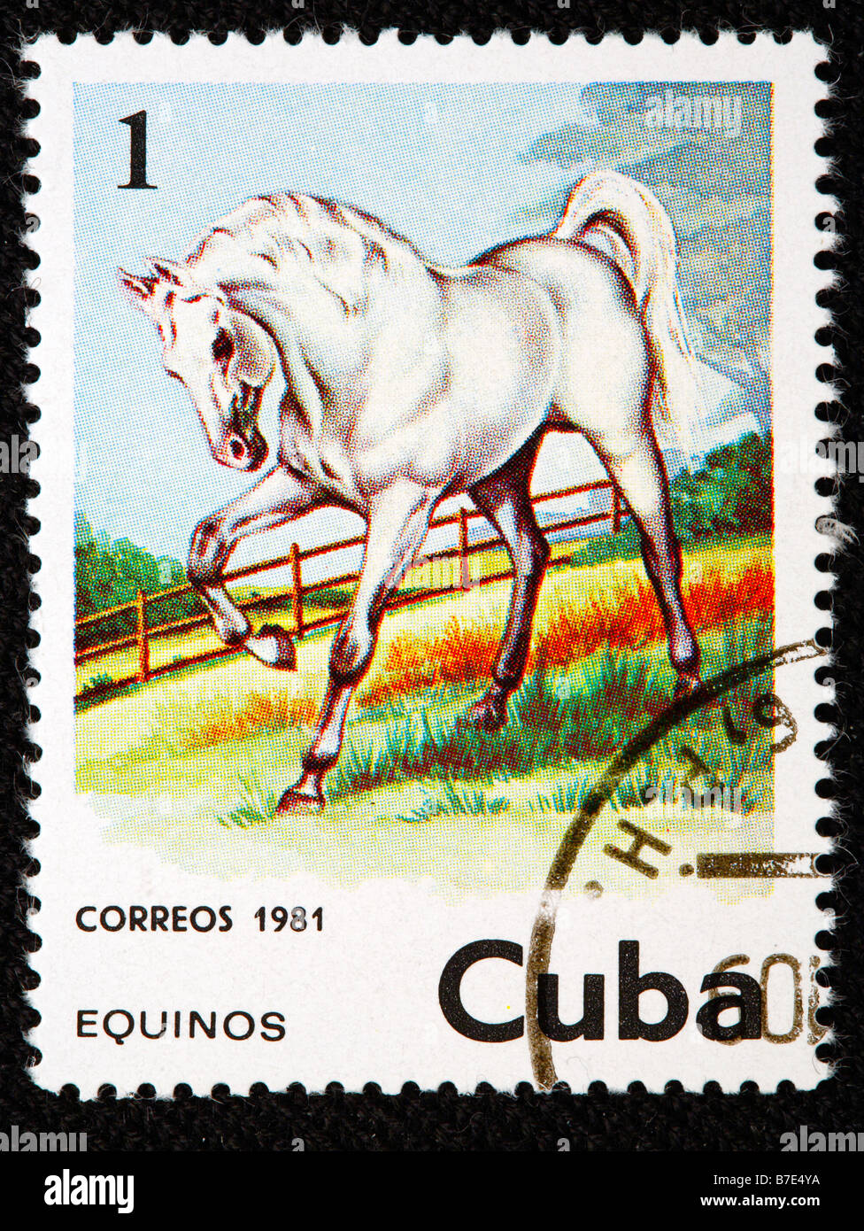 Cheval, timbre-poste, Cuba, 1981 Banque D'Images