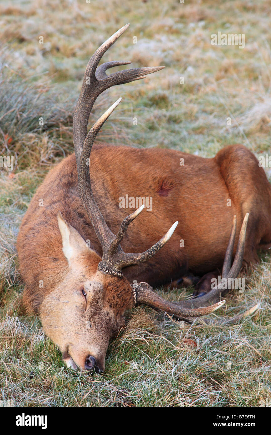 Tué le cerf Cervus elaphus cerf rouge en hiver en Angleterre Banque D'Images